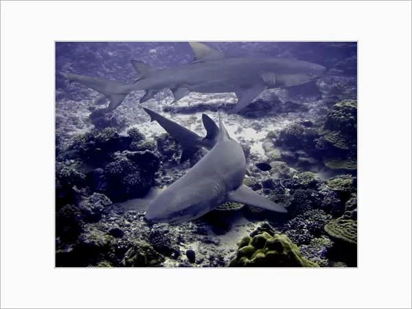 Lemon Sharks Dangerous. 3 meters long Moorea, French Polynesia