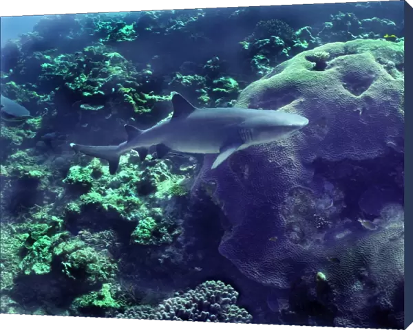 Whitetip Reef shark - This species found in Indo Pacific tropical reefs Shark Reef. Fiji Islands