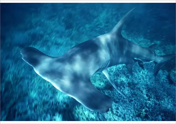Great Hammerhead Shark - Feeds mainly on fish and sting rays. Can grow over 6m in length. Coral Sea. Australia GHH-020