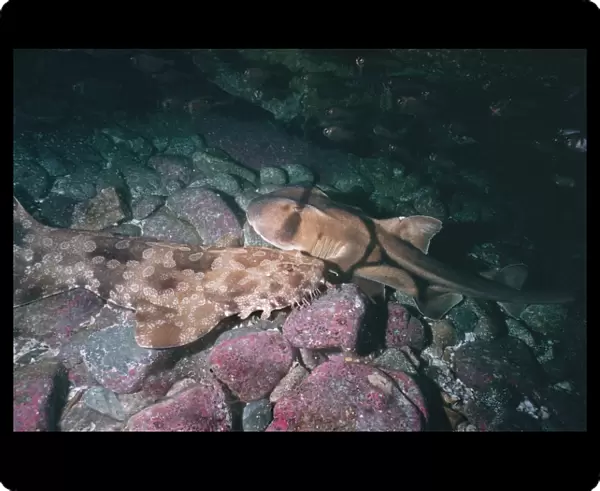 Port Jackson Shark and Wobbygong (Orectolobus ornatus)- These 2 sharks, are normally not very friendly. Wobbygongs often eat Port Jacksons but here they are not only sharing the same cave but nestling together Seal Rocks, NSW, Australia