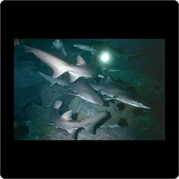 Grey Nurse Sharks - School of sharks resting in cave during the day. These sharks are becoming very rare and are near extincion off the east coast of Australia. Seal Rocks, New South Wales, Australia GNS-001