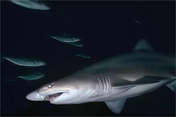 Grey Nurse Shark - Shark in Cave where they often spend daylight hours. They hunt at night. Seal Rocks, New South Wales. Australia GNS-019