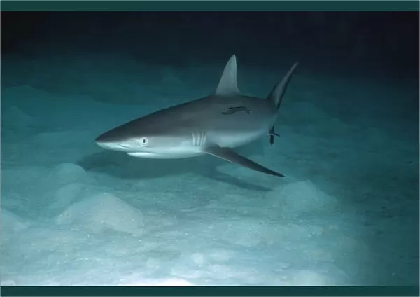 Grey Reef Shark - Shark swimming over sand at dusk. Small Remora attached. Marion Reef, Coral sea. Australia GRS-019