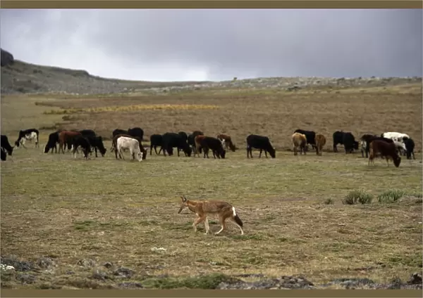 Ethiopian Wolf  /  Abyssinian Wolf  /  Simien Jackal  /  Simien fox - with cows in background - is a problem cows coming into the National Park. Bale Mountains - Ethiopia. Tableland of Sanetti ( 4000 m altitude )