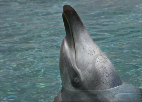 Bottlenose Dolphin - With head out of water
