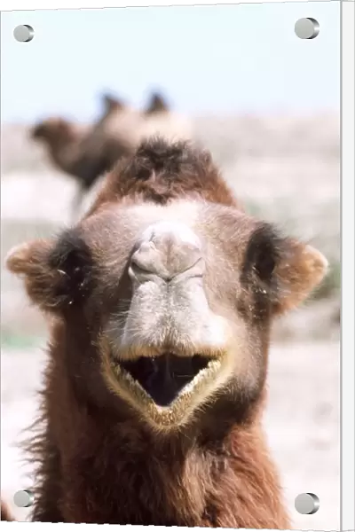 Camel Gobi Desert, Xinjiang, China