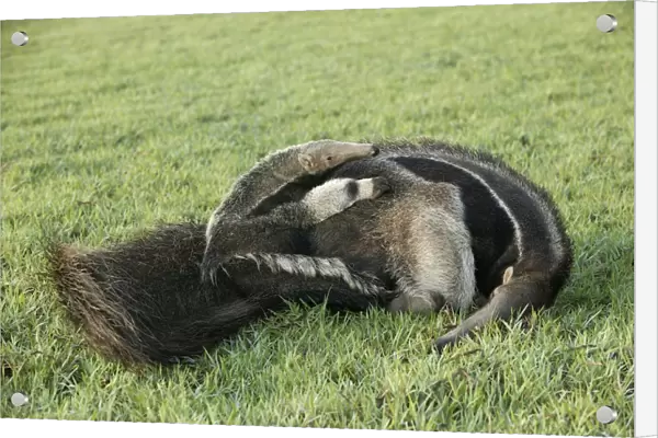 Giant Anteater - resting with young on back Llanos, Venezuela