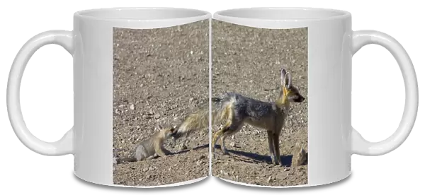 Cape Fox - Pup pulling male's tail. Nocturnal predator of invertebrates, rodents, reptiles and birds. Also wild fruit and carrion. Only true fox in subregion. Endemic in South Africa, Botswana, Namibia and SW Angola