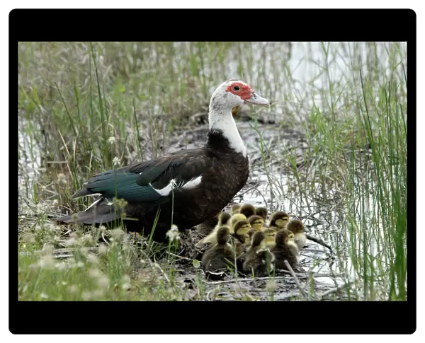 Muscovy Duck with recently hatched ducklings sheltering beside water. Widespread in suburbs. Originates from Mexico. Weston, Florida, USA