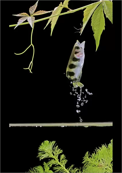 Archer fish – side view, jumping for insect. Dist: Asia
