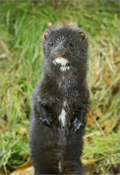 American Mink - front view, standing upright, autumn North America 003003