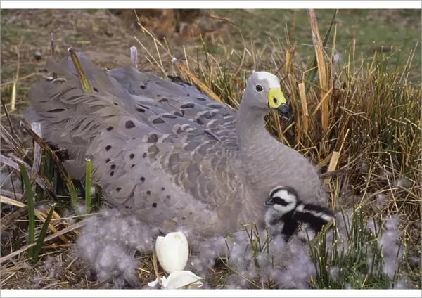 Cape Barren Geese - Mother on nest with young newly hatched. Family groups to flocks of 100 plus. Australia