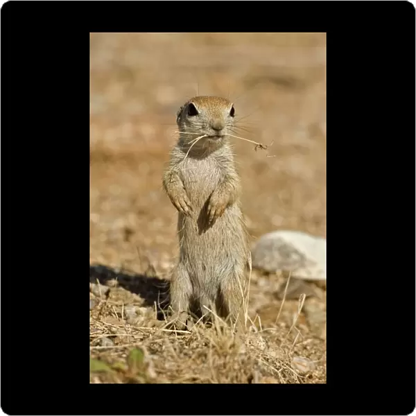 Roundtail Ground Squirrel Young (Citellus tereticaudus) - Arizona - USA -Found in parts of Nevada-California and Arizona extending down into NW Mexico - Lives in low desert-mesquite-creosote bush