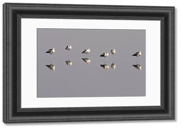 American Avocets roosting - Merrit Island NWR, florida, USA BI001841