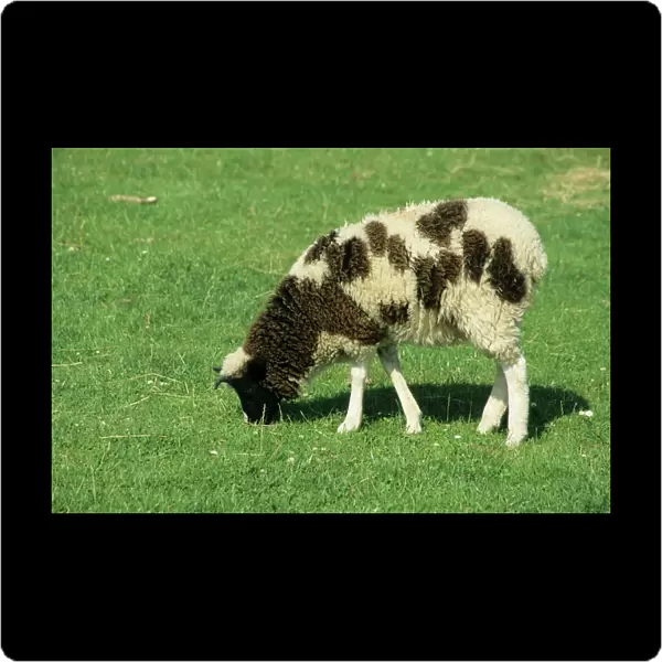 Jacob's Sheep MA000561
