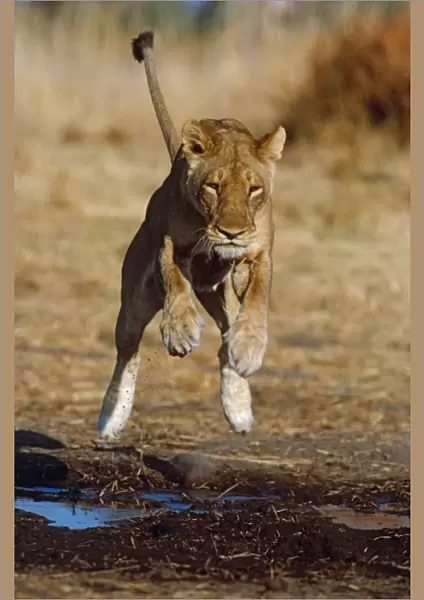 Lioness leaping - Lions go to great lengths to avoid getting wet preferring to keep paws dry Moremi, Botswana