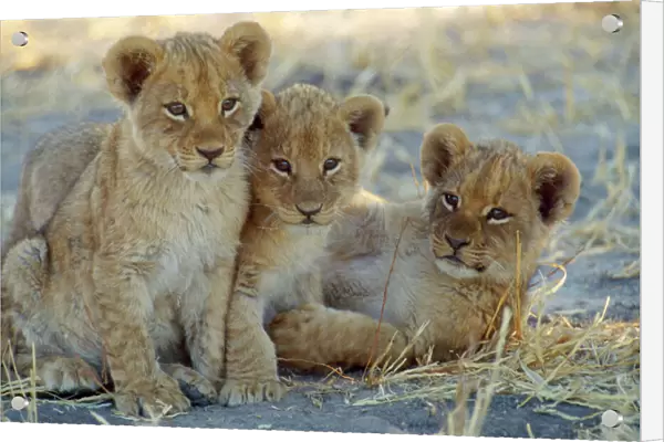 Lion - 8 week old cubs Botswana, Africa
