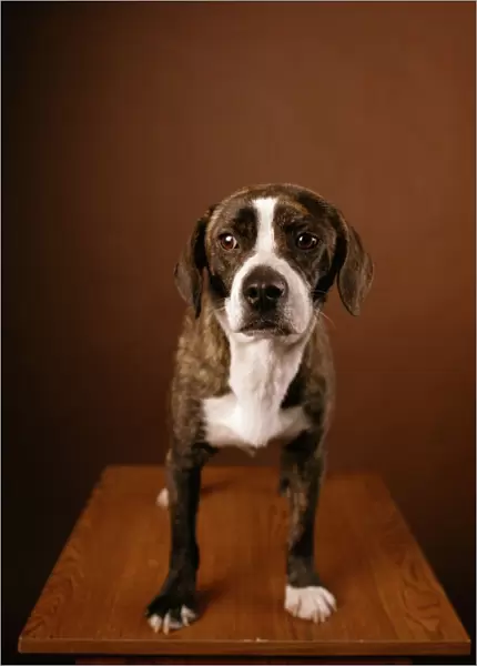 Boggle Dog - crossbreed between a Boston Terrier and a Beagle