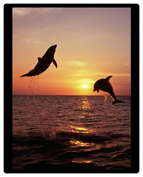 FG-CA-468. FG-ca-468-c. Bottlenose Dolphin - two leaping at sunset