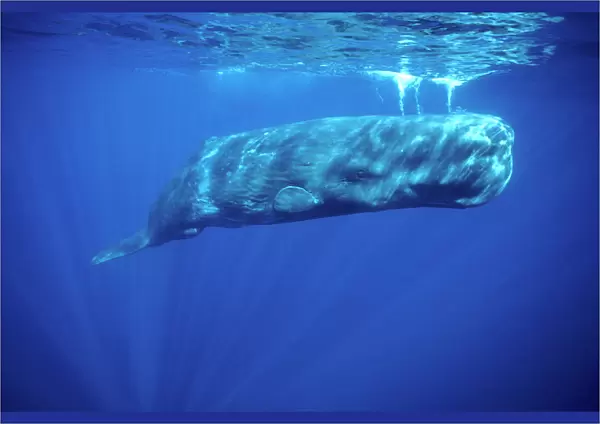 Sperm whale Photographed off the Azores Islands, Atlantic Ocean