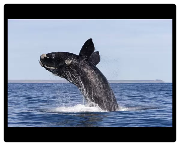 Southern Right Whale - breaching Valdes Peninsula, Province Chubut, Patagonia, Argentina