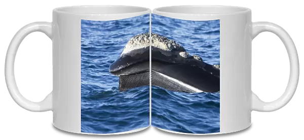 Southern Right Whale - lateral view of upper mandible showing the baleen hanging from the top of the mouth. This whale was 'skim feeding', swimming at or just under the surface with its mouth open