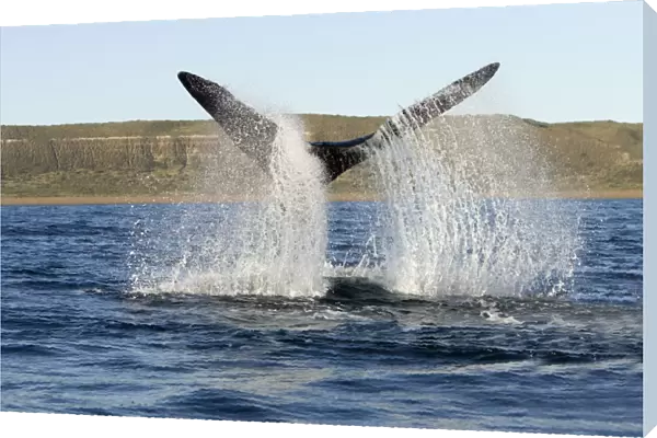 Southern Right whale - tail-lobbing, the whale raises its tail and slams it down repeatedly on the surface of the sea. Off Puerto Piramide, Valdes Peninsula, Chubut Province, Patagonia, Argentina