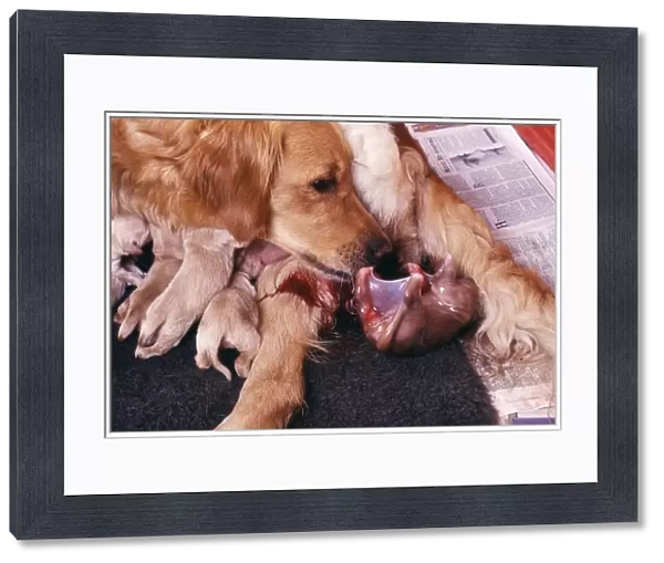 Golden Retriever Dog - whelping, showing puppy in amniotic sac