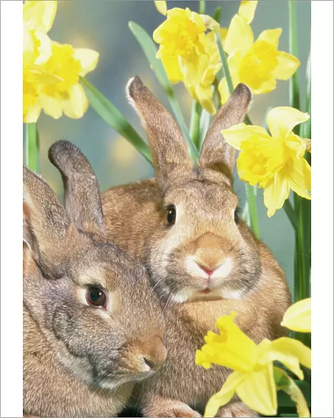 Rabbits - in Daffodils