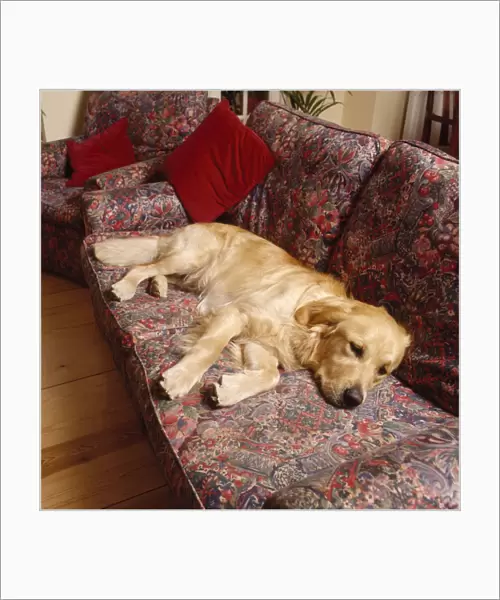 Golden Retriever Dog - lying on sofa