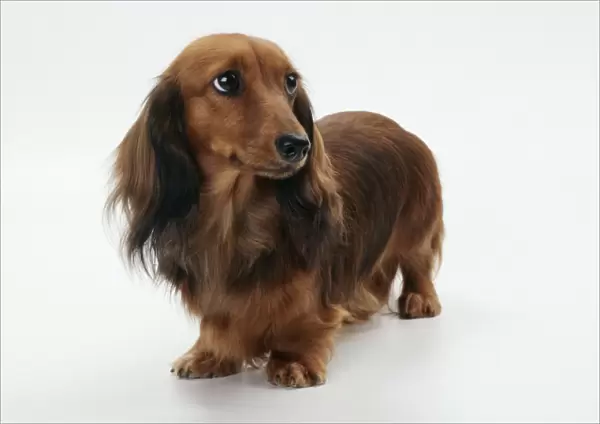 Miniature Longhaired Dachshund Dog