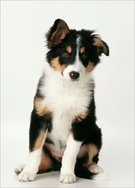 Border Collie Dog Puppy