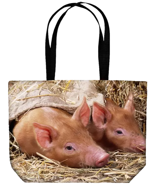 Tamworth Pig Piglets in sack