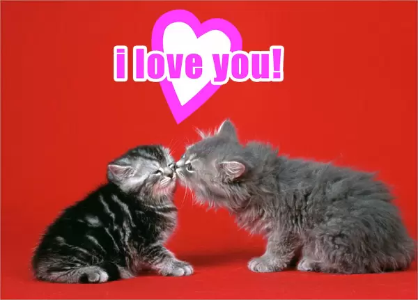 Cat Kittens kissing under a valentines heart