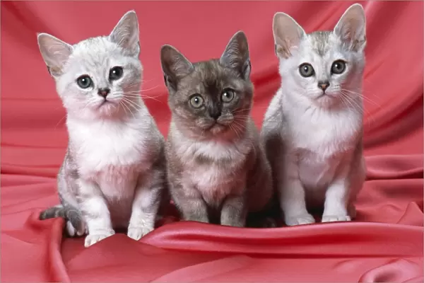 Burmilla Cat - kittens