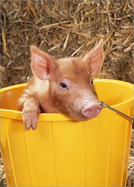Tamworth Pig Piglet in bucket