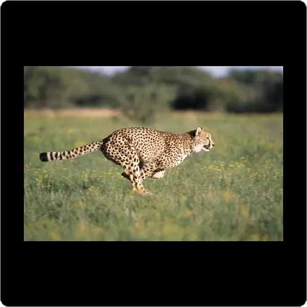 Cheetah Running, sequence 1 B