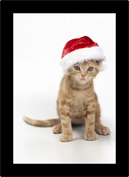 Cat Ginger kitten wearing Christmas hat