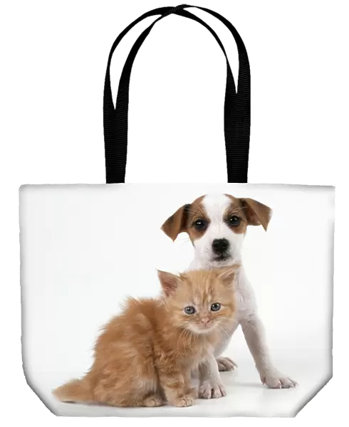 Cat & Dog Ginger Kitten & Jack Russell Terrier puppy