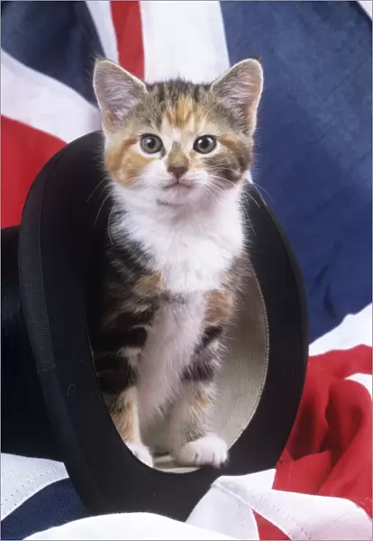 Cat - kitten in top hat with union jack