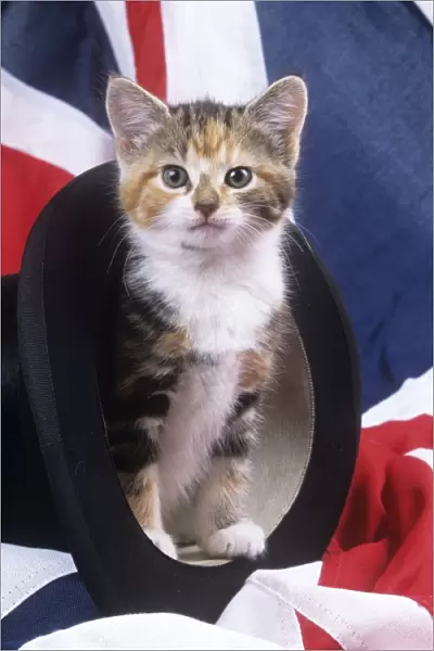 Cat - kitten in top hat with union jack