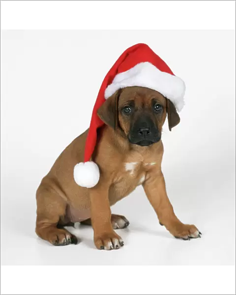 Rhodesian Ridgeback Dog - puppy wearing Christmas hat