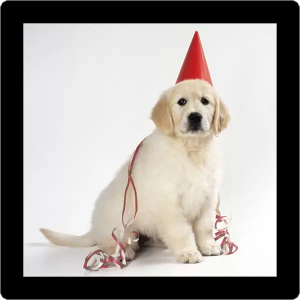 Golden Retriever Dog - puppy wearing party hat & streamer
