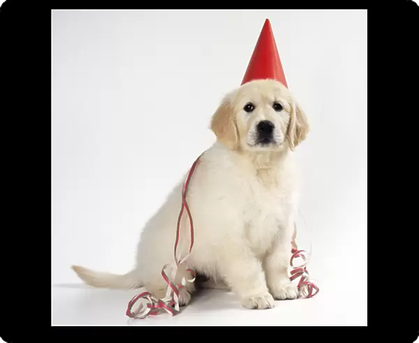 Golden Retriever Dog - puppy wearing party hat & streamer