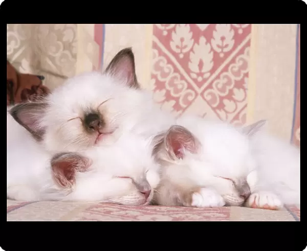 Birman Cat - kittens asleep on sofa