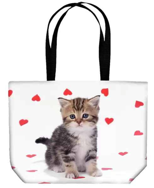 Cat - Tabby Kitten on hearts background