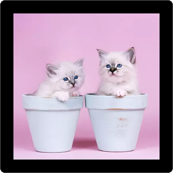 Cat - Blue Tabby Birman and Seal Tabby Birman Kittens in flowerpots