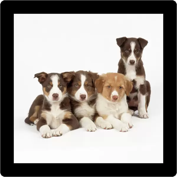 Border Collie Cross Dog - puppies