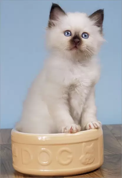 Borman Cat - kitten in dog bowl