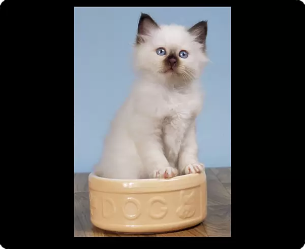Borman Cat - kitten in dog bowl